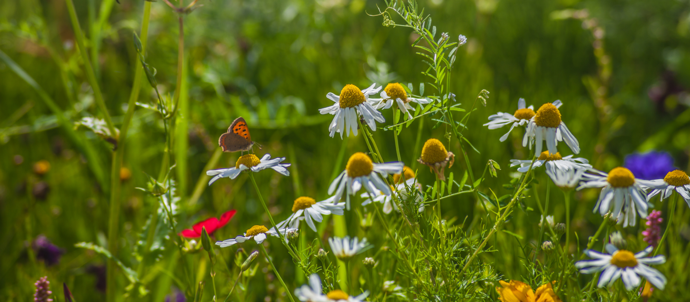 A butterfly in a field of wildflowers.