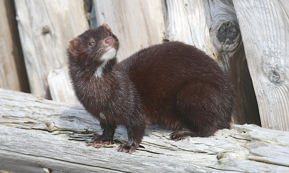 A mink sitting on a wooden structure and looking around.