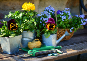 Flowers planted in old watering cans.