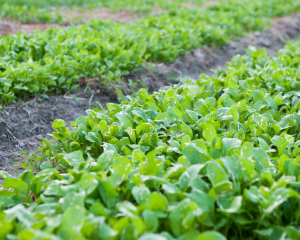 Organic farming plot