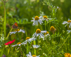 A butterfly in a field of wildflowers.