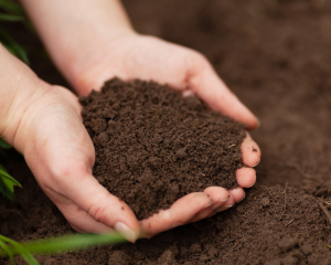 Two hands cupped together holding soil.