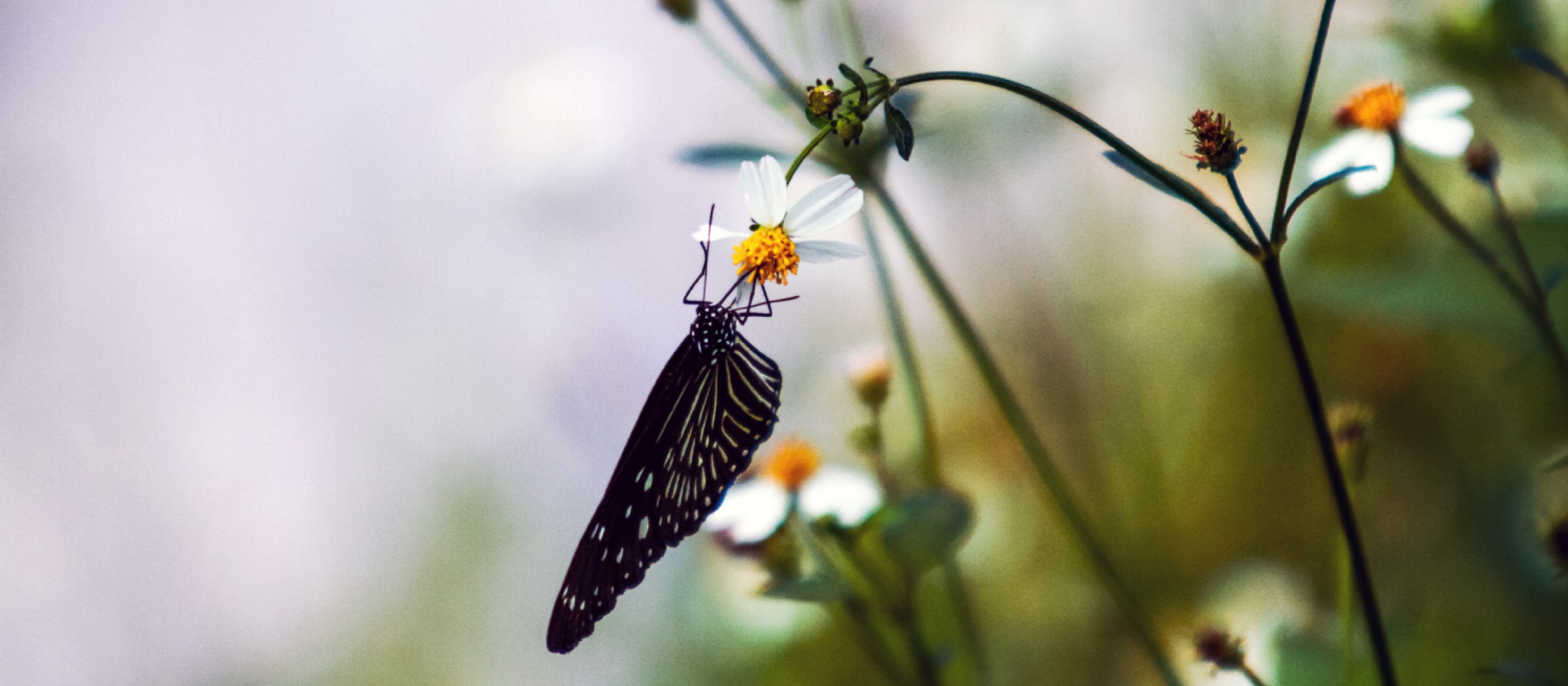 Butterfly on a flower