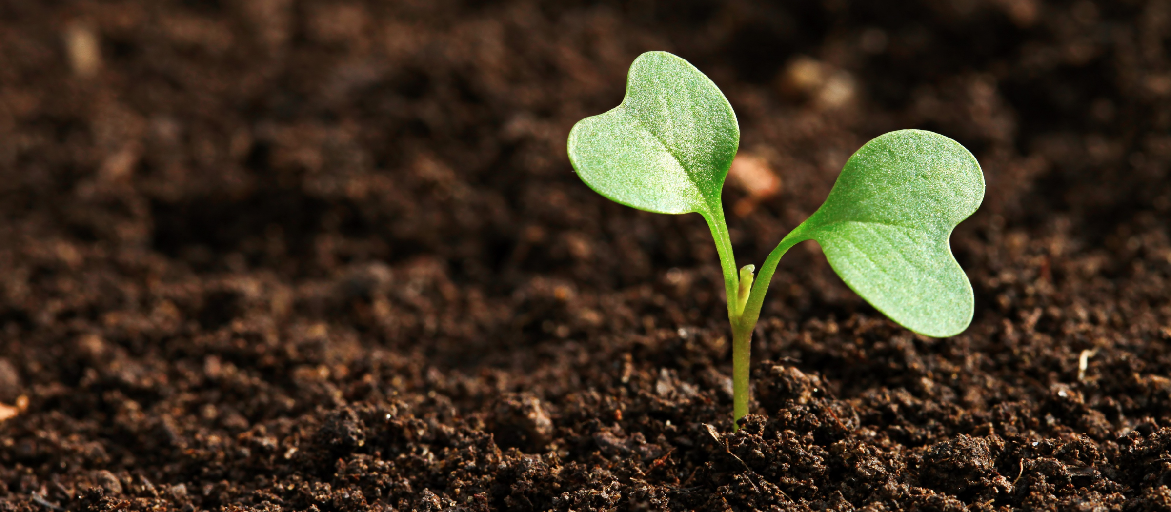 Soil with a plant growing in it