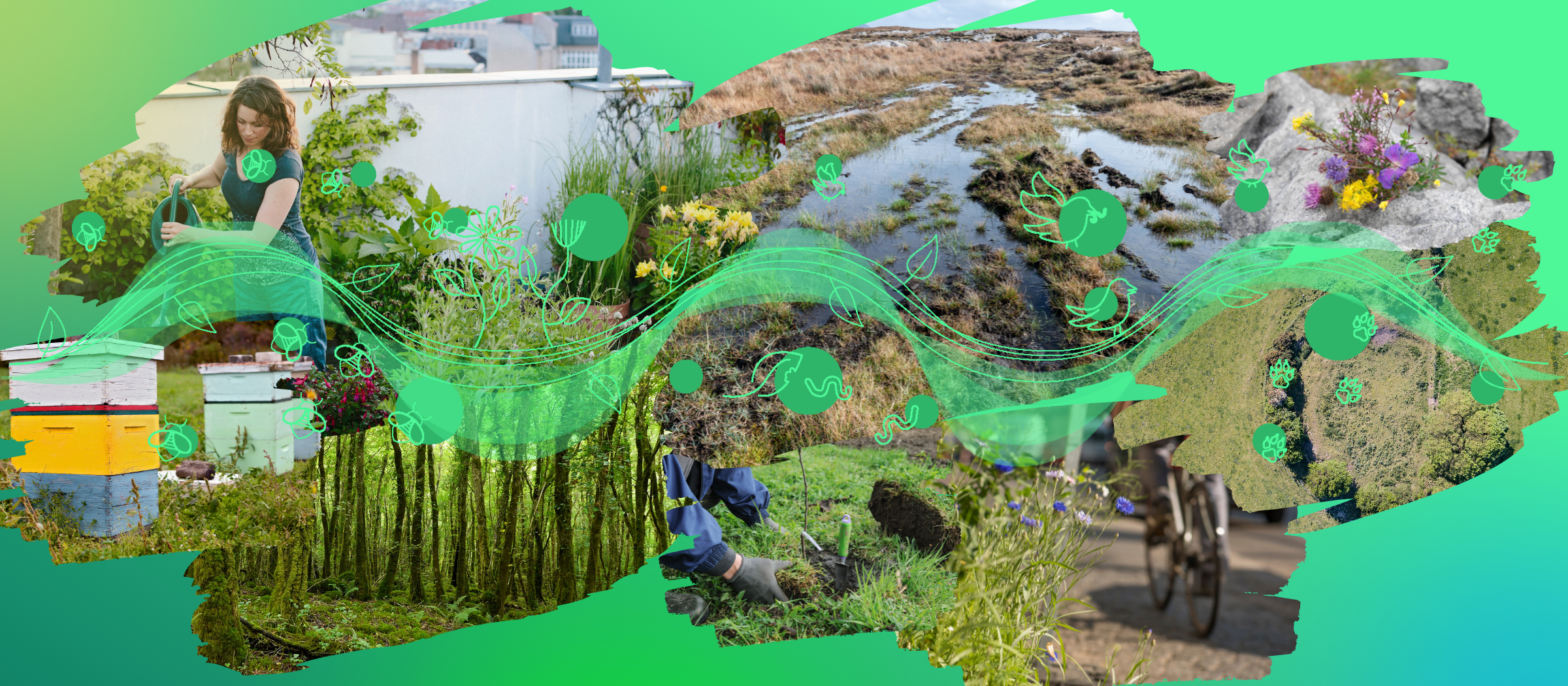 A graphic representing different aspects of biodiversity.