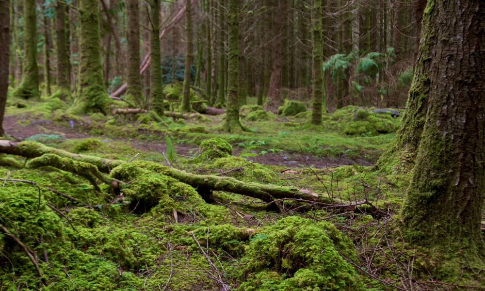 Irish forest - stock image