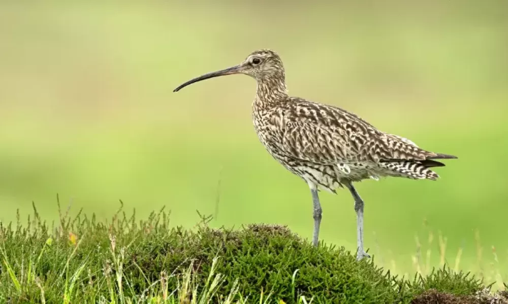 Curlew stock image