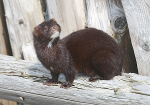 A mink sitting on a wooden structure and looking around.